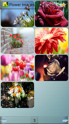 免費下載娛樂APP|Flower Images app開箱文|APP開箱王