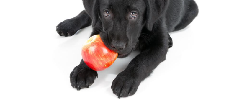 apples are good for dogs