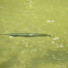 Stripe-nosed Halfbeak