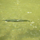 Stripe-nosed Halfbeak