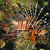 Spotfin Lionfish