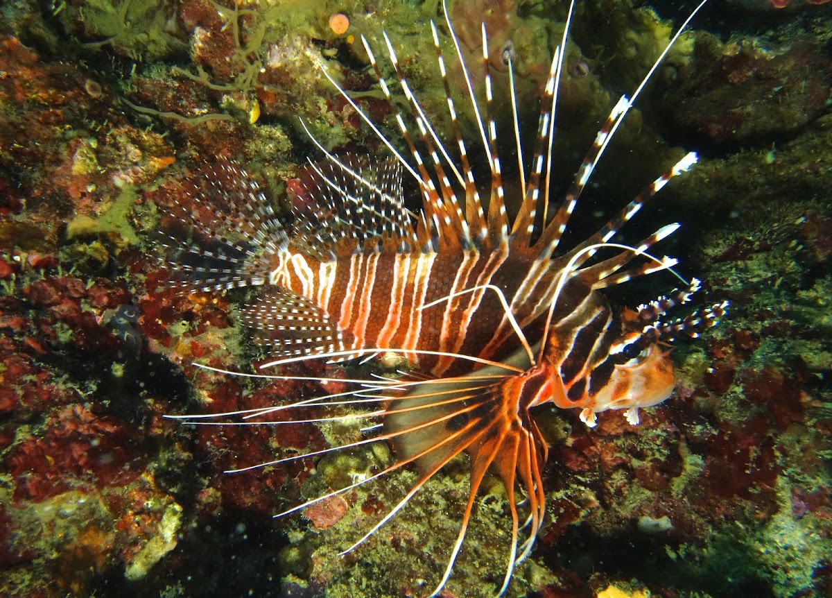 Spotfin Lionfish