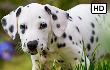 My Dalmatian Cute Dog & Puppy HD Wallpapers small promo image