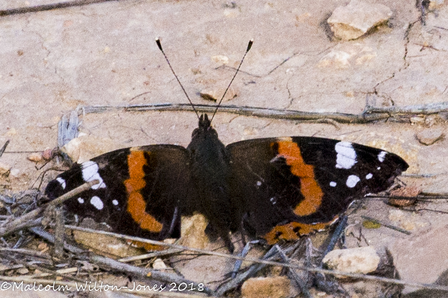 Red Admiral