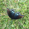 Red-spotted purple