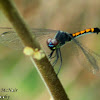 Seaside Dragonlet Dragonfly