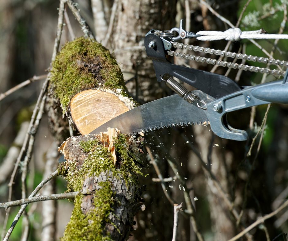 Using a saw on larger branches when Pruning tree canopies