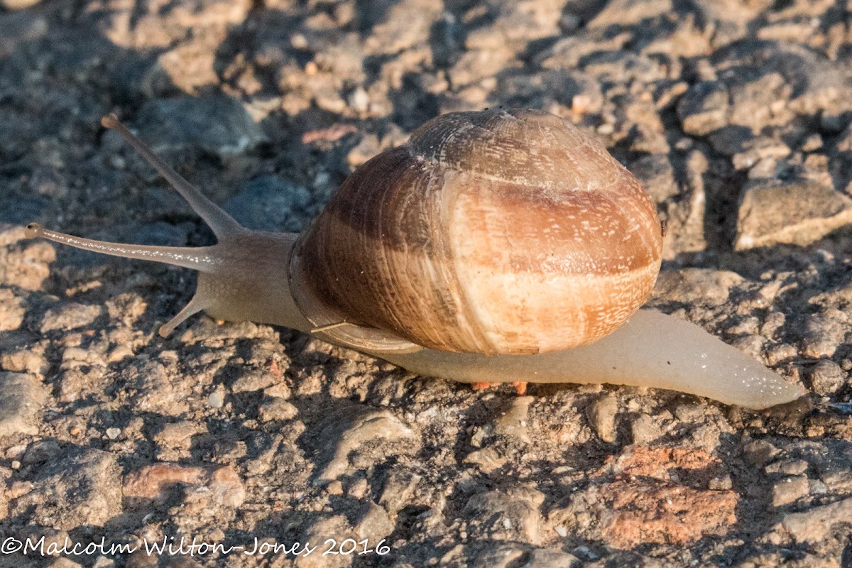 Spanish Snail