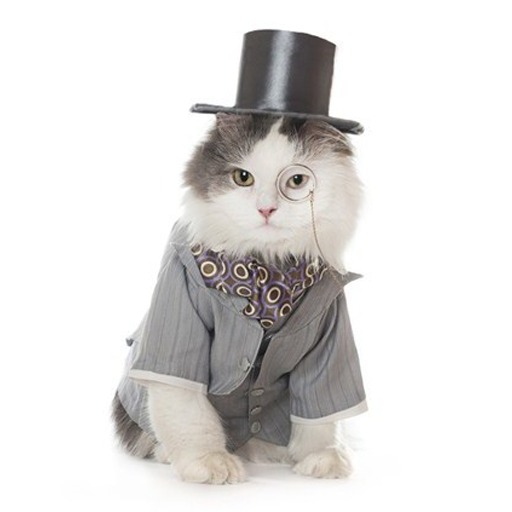 About: Cats Wearing Clothes (Google Play version)