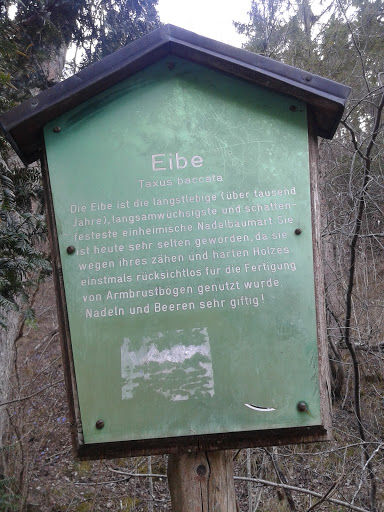 Eibe