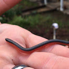 Western Worm snake