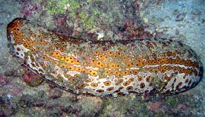 Image result for sea cucumber