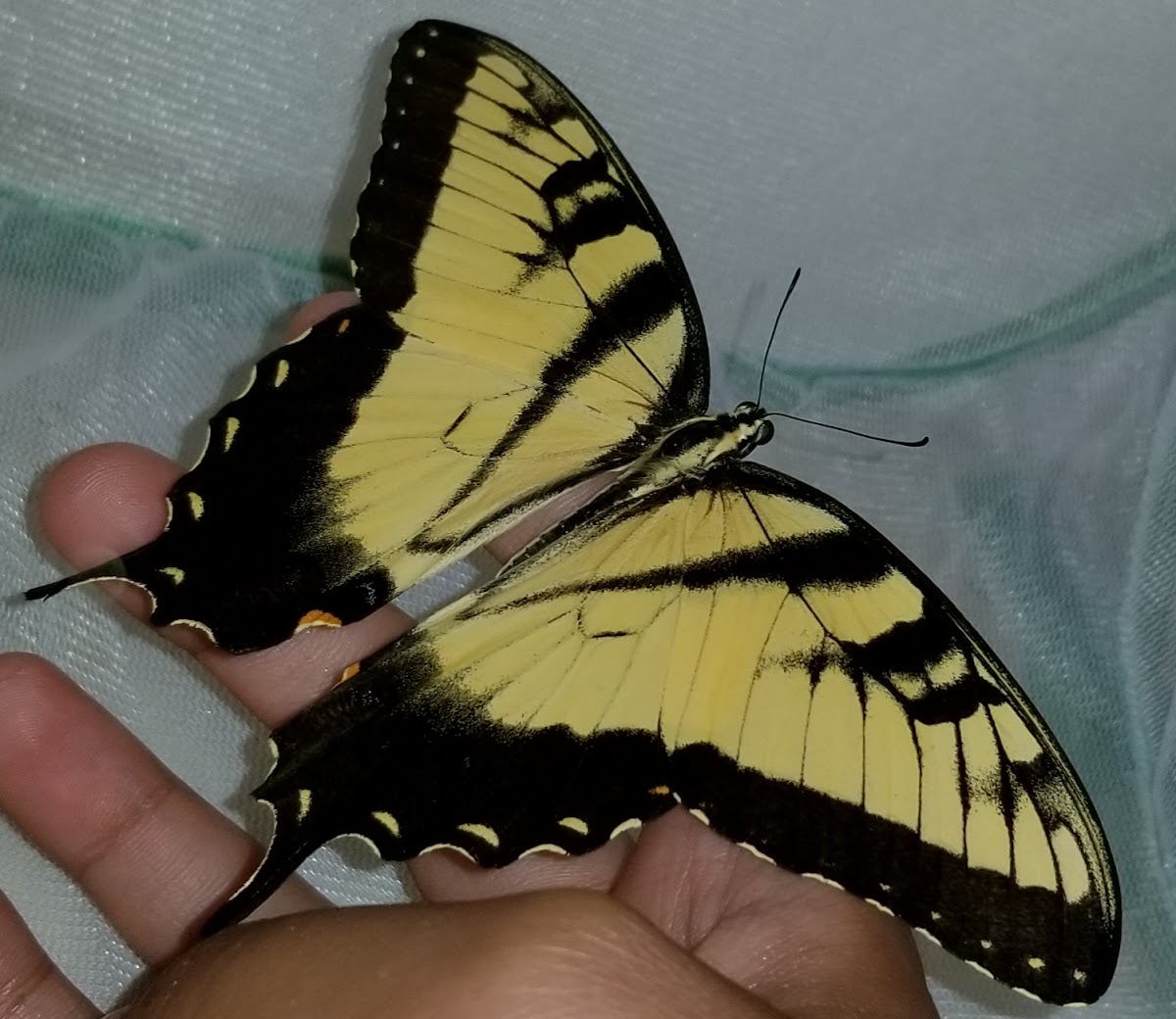 eastern tiger swallowtail