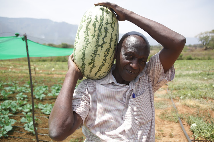 Farmer Symon Rutto carries huge watermelon he harvested from his reclaimed land along Kerio valley, Baringo Central, on Monday.