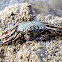 Mottled Lightfoot Crab