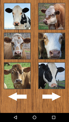 Funny Cow Farm Sounds