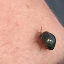 Kudzu Bug