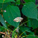 Geometer moth