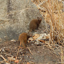 Dwarf Mongoose