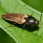 Click Beetle