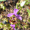 bee orchid