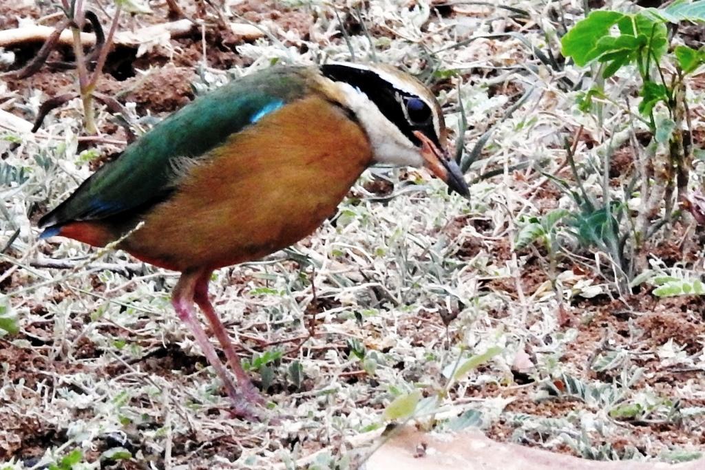 Indian pitta