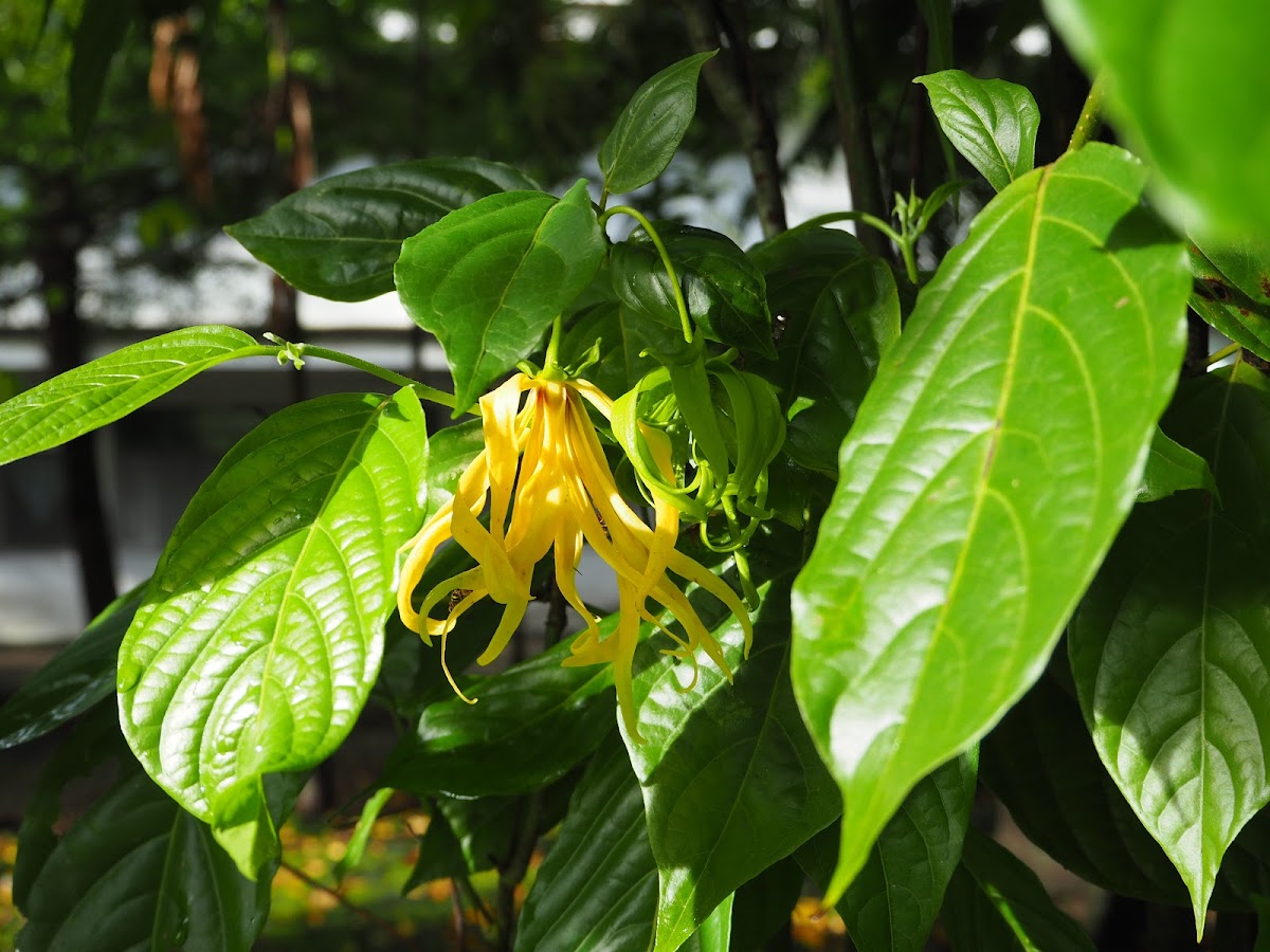 Ylang Ylang