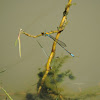 Gold-fronted River Damsel