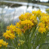 Flat-Topped Goldenrod