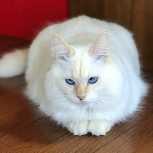 かねちゃんマンのプロフィール画像