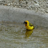 Northern Masked weaver