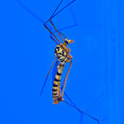 Crane fly