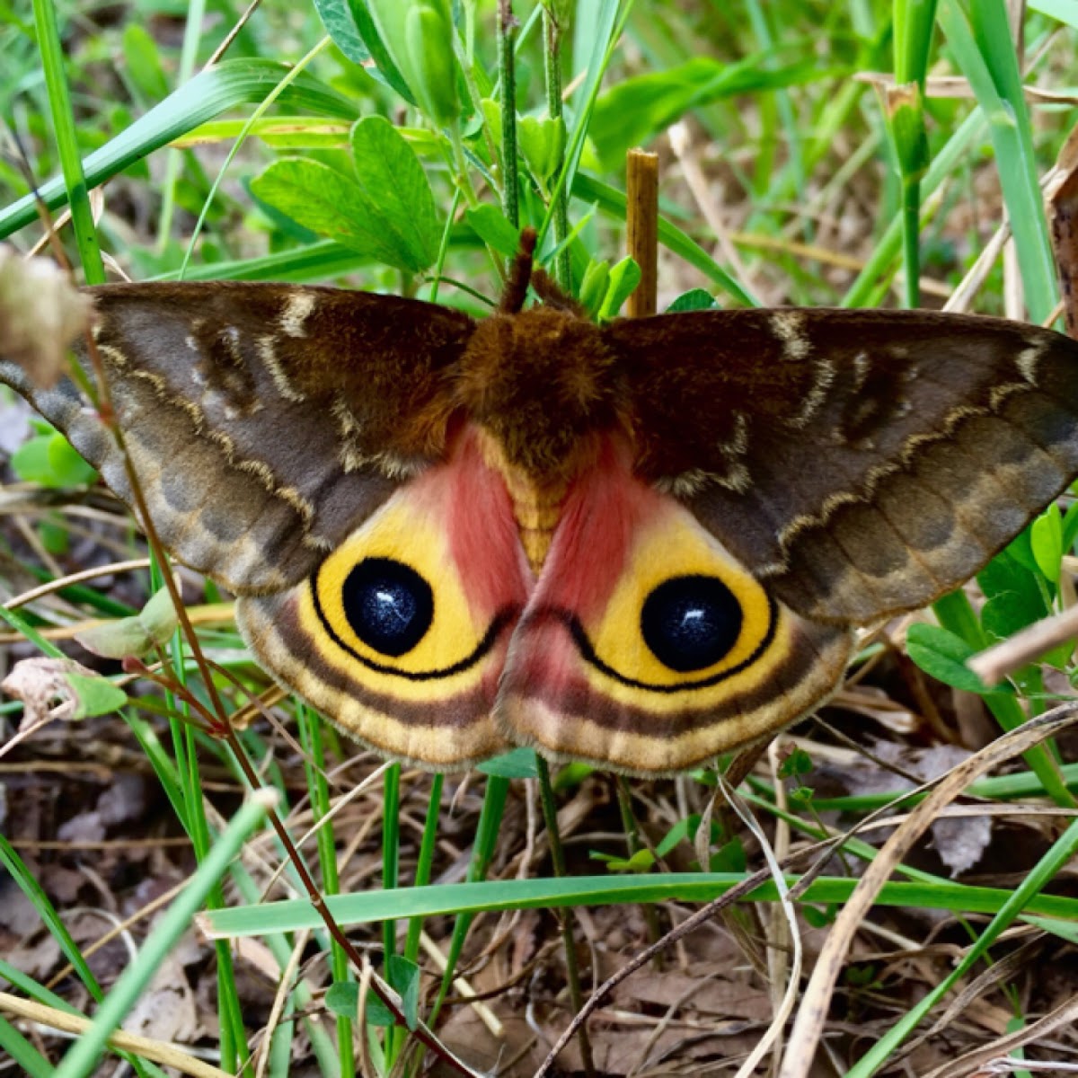 Io moth