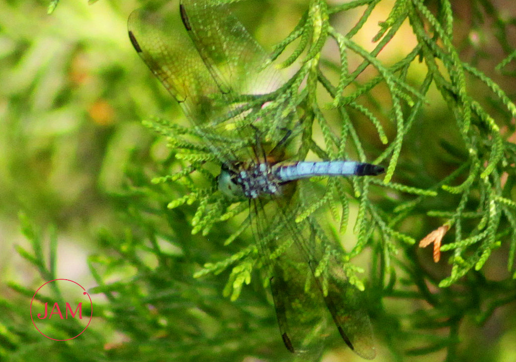 Blue Dasher Dragonfly (male)