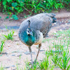 Indian Peafowl, common peafowl, blue peafowl (f. Peahen)