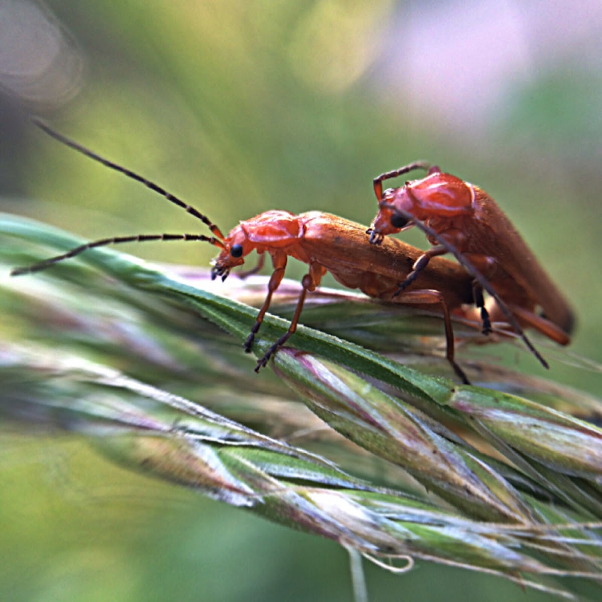 Roter-/ Rotgelber Weichkäfer