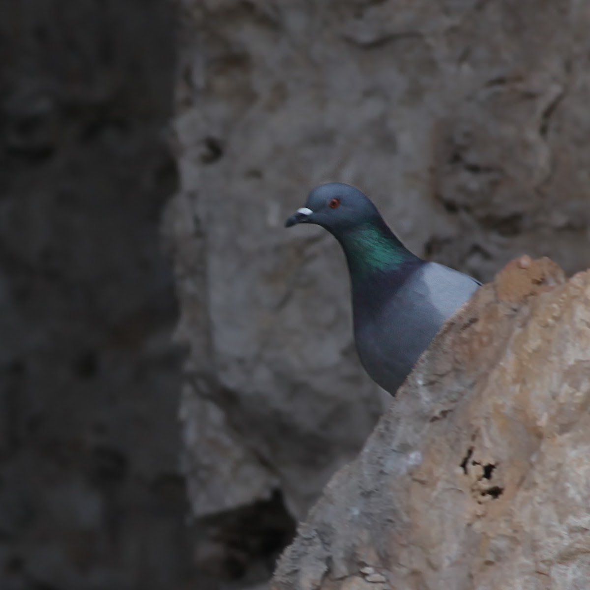 Rock pigeon