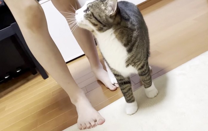 大好きな女の子にどうしても撫でられたい猫さんの必死さが可愛すぎる Trill トリル