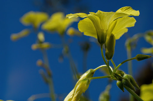 Oxalis pes-caprae