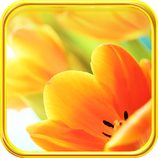 Yellow Orange Tulips LWP 個人化 App LOGO-APP開箱王