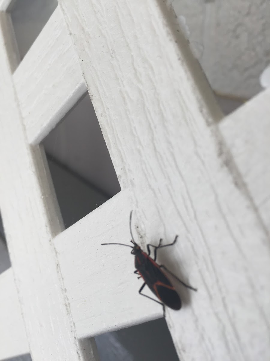 Boxelder Bug