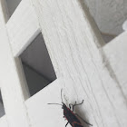 Boxelder Bug