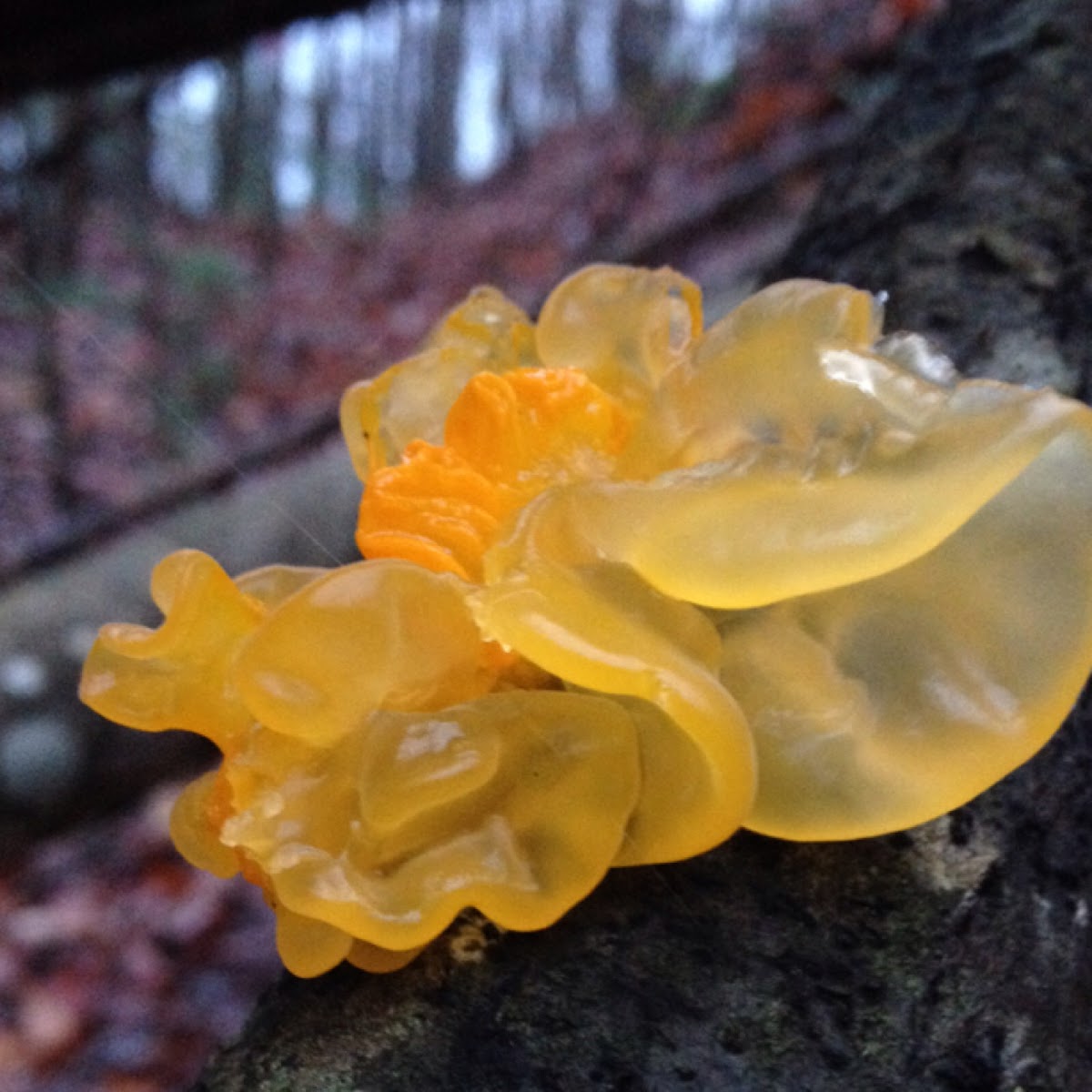 Witches butter