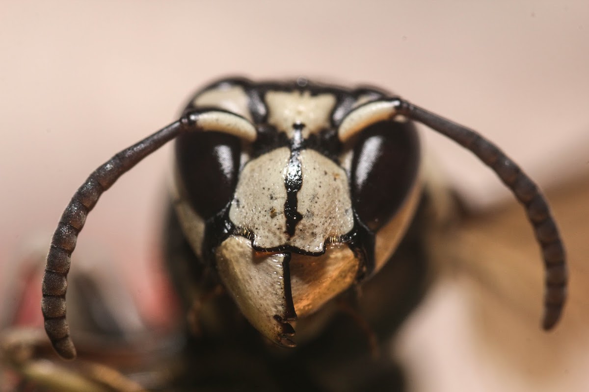 Bald-faced Hornet