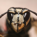 Bald-faced Hornet