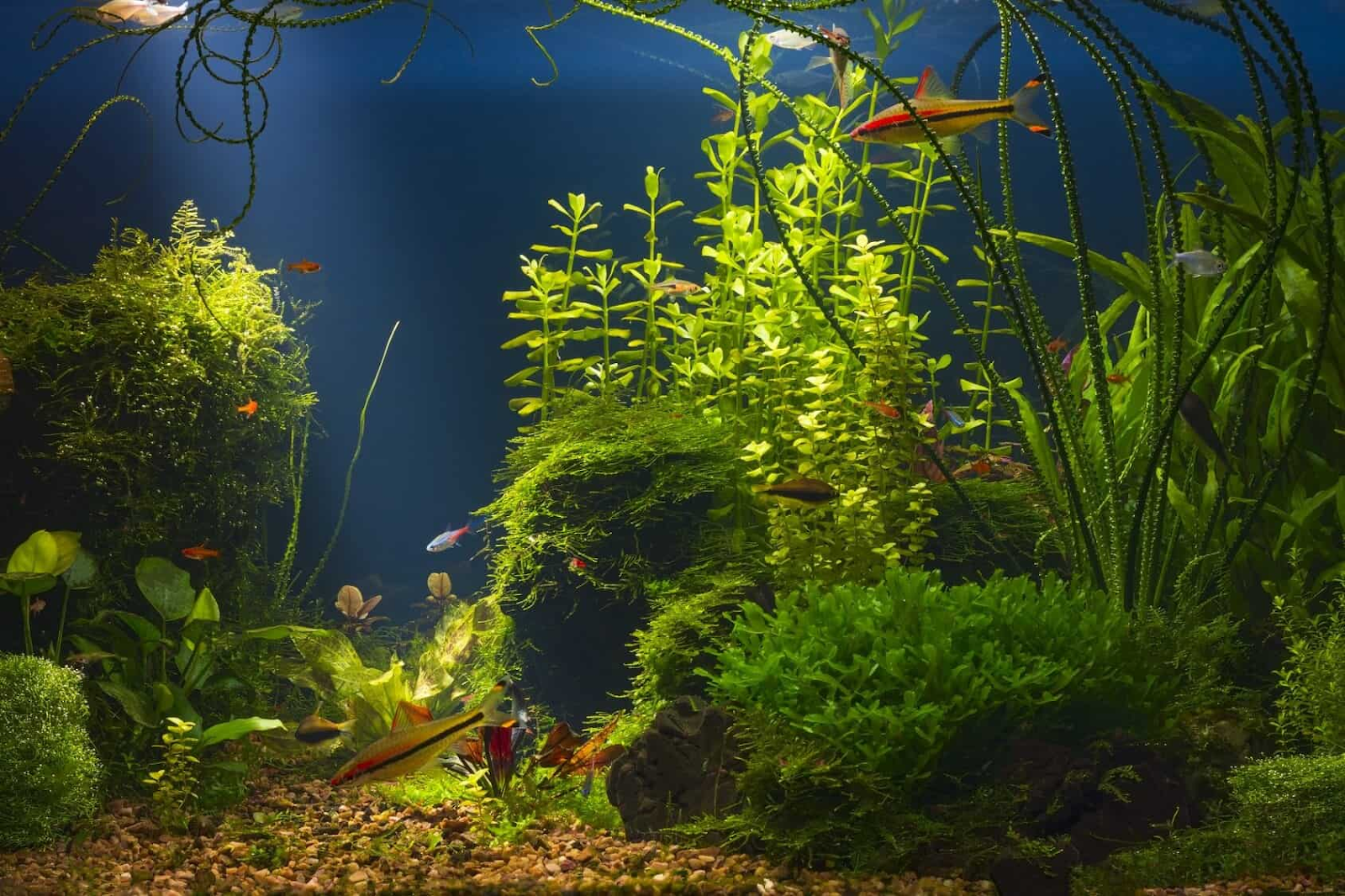 Plant-Water-Sprite-in-Aquarium