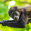 Mantled Howler Monkey