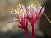 LITTLE TREASURE: Only 10cm-15cm high, 'Haemanthus pumilio' is one of the smallest paintbrush lilies. The plantsusually flower in March and April, before the leaves develop. This species prefers to flower after fire, when there is lesscompetition from other plantsPicture: DR GARY STAFFORD