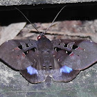 Erebidae moth