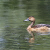 Lesser Whistling Duck